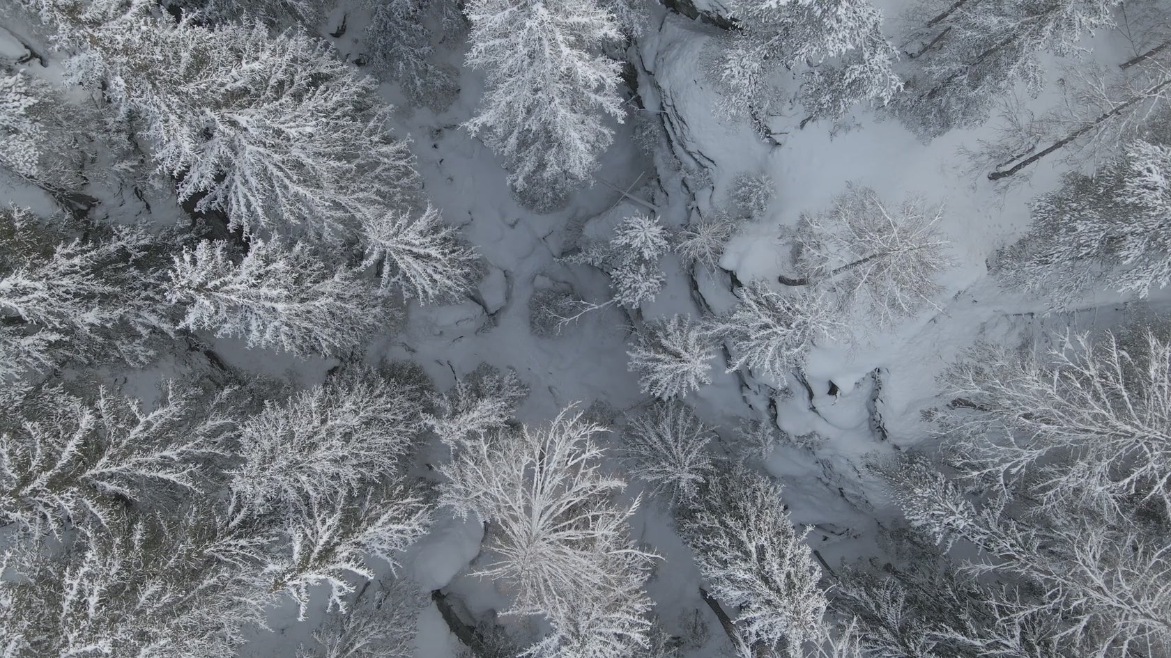Aerial view of snow laden forest video.