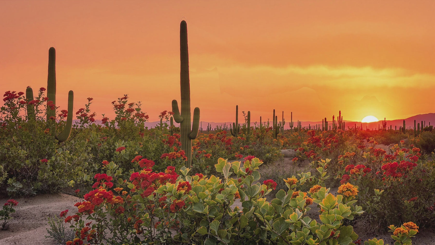 Sunset over a desert in full bloom.
