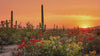 Sunset over a desert in full bloom.